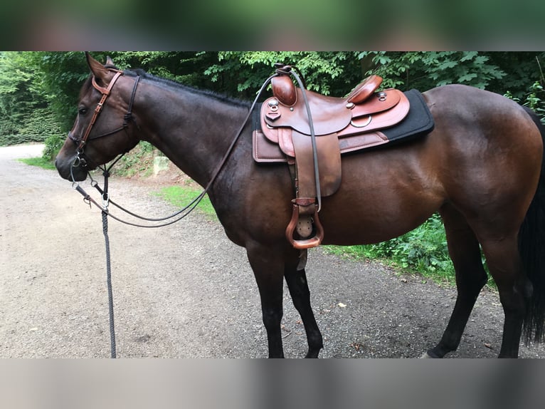 American Quarter Horse Stute 10 Jahre 155 cm Dunkelbrauner in Rhede