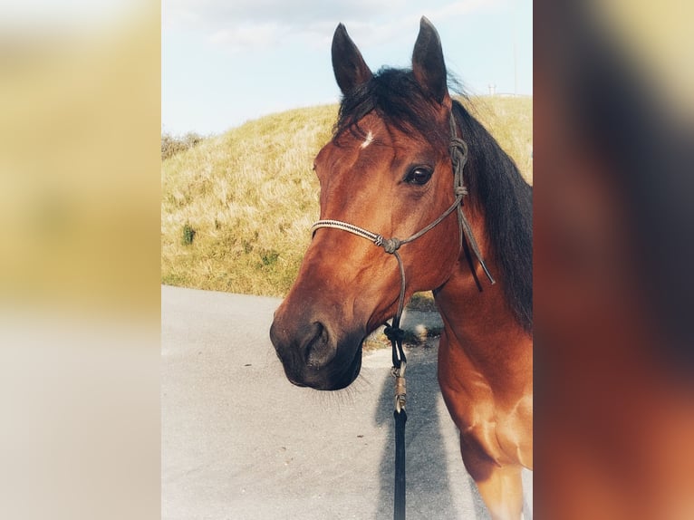 American Quarter Horse Stute 10 Jahre 155 cm Dunkelbrauner in Bonndorf im Schwarzwald