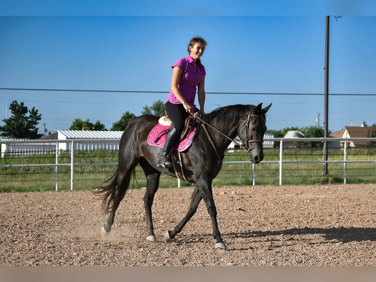 American Quarter Horse Stute 10 Jahre 155 cm Rappe in Amarillo
