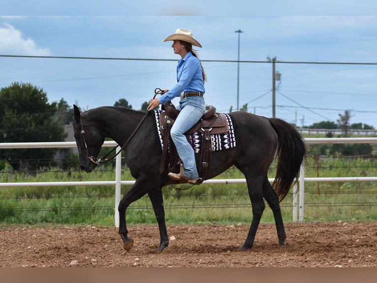 American Quarter Horse Stute 10 Jahre 155 cm Rappe in Amarillo