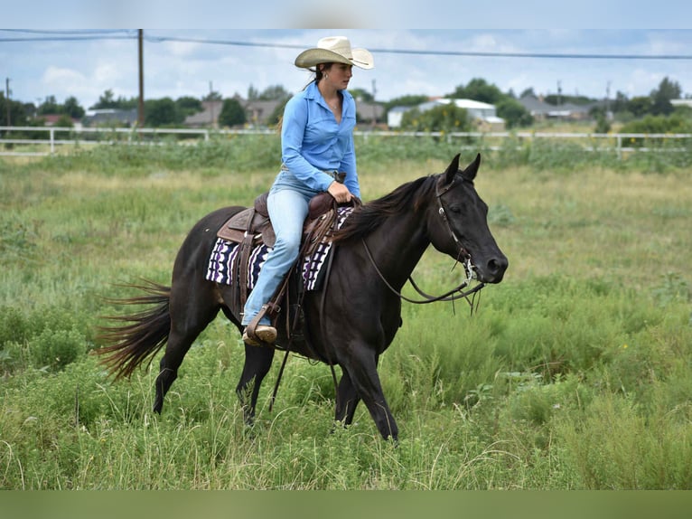 American Quarter Horse Stute 10 Jahre 155 cm Rappe in Amarillo