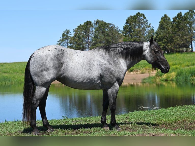 American Quarter Horse Stute 10 Jahre 155 cm Roan-Blue in Canistota, SD