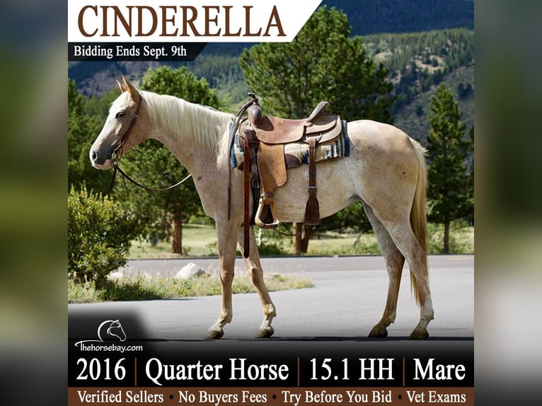 American Quarter Horse Stute 10 Jahre 155 cm Roan-Red in Fort Collins, CO