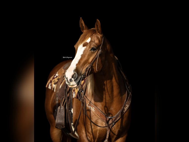 American Quarter Horse Stute 10 Jahre 155 cm Rotfuchs in Cisco, TX