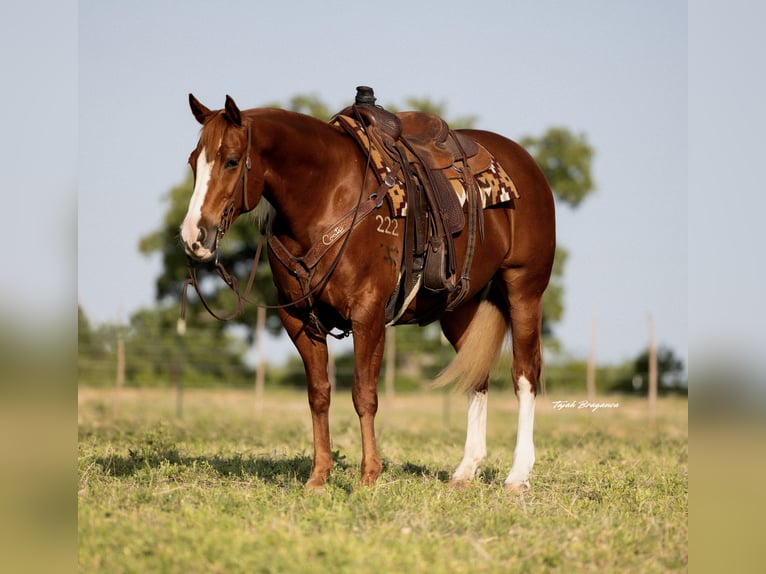 American Quarter Horse Stute 10 Jahre 155 cm Rotfuchs in Cisco, TX