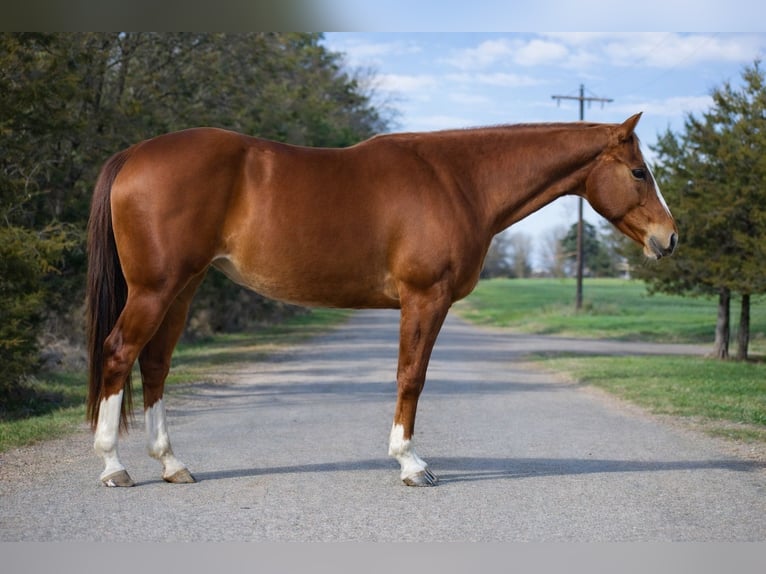 American Quarter Horse Stute 10 Jahre 155 cm Rotfuchs in Sulphur Springs