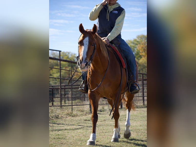 American Quarter Horse Stute 10 Jahre 155 cm Rotfuchs in Sulphur Springs