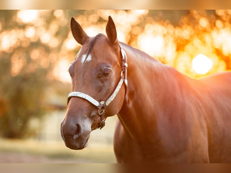 American Quarter Horse Stute 10 Jahre 156 cm Schwarzbrauner in Burscheid