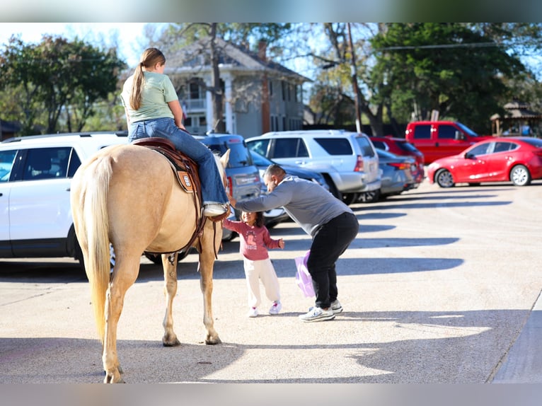American Quarter Horse Stute 10 Jahre 157 cm Palomino in Forney