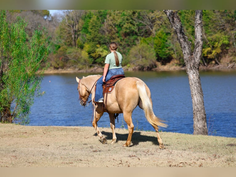American Quarter Horse Stute 10 Jahre 157 cm Palomino in Forney