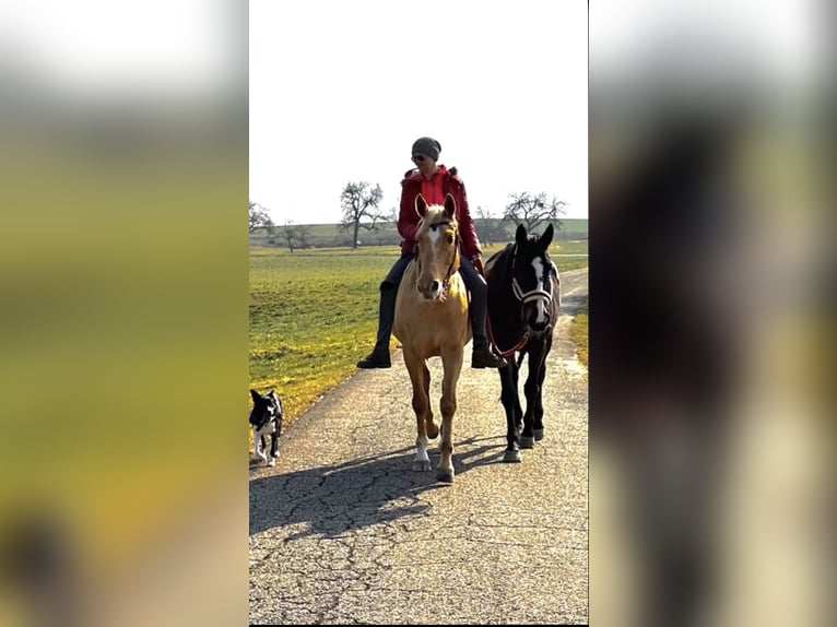 American Quarter Horse Stute 10 Jahre 160 cm Palomino in Rottenburg am Neckar