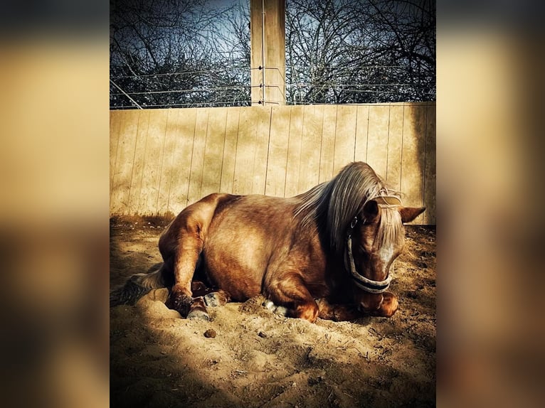 American Quarter Horse Stute 10 Jahre 160 cm Palomino in Rottenburg am Neckar