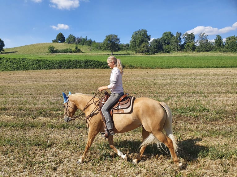 American Quarter Horse Stute 10 Jahre 160 cm Palomino in Rottenburg am Neckar