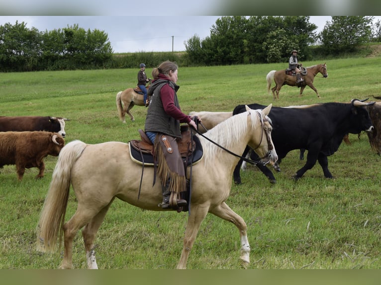 American Quarter Horse Mix Stute 10 Jahre 161 cm Champagne in Calden