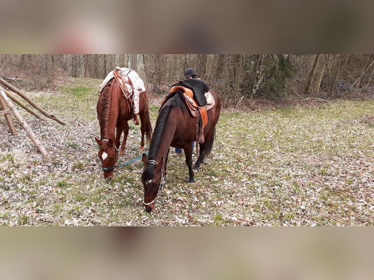 American Quarter Horse Stute 10 Jahre 163 cm Fuchs in Golmbach