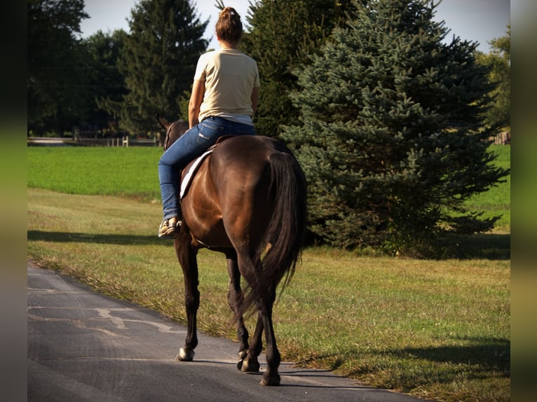 American Quarter Horse Stute 10 Jahre 170 cm Dunkelbrauner in Saint Joe