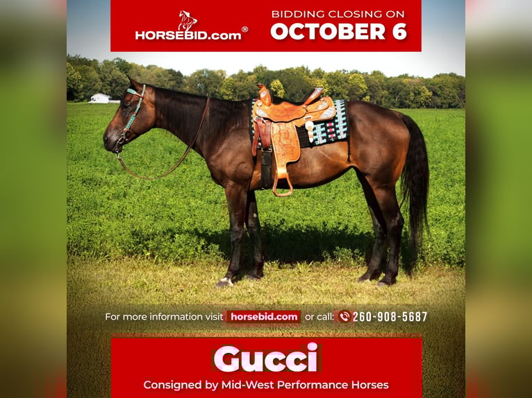 American Quarter Horse Stute 10 Jahre 170 cm Dunkelbrauner in Saint Joe