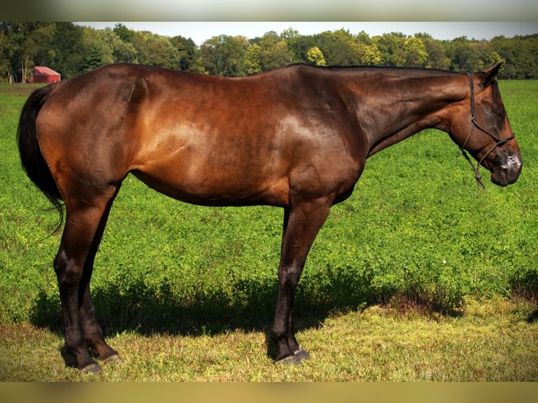 American Quarter Horse Stute 10 Jahre 170 cm Dunkelbrauner in Saint Joe
