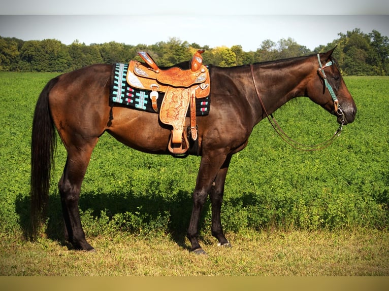 American Quarter Horse Stute 10 Jahre 170 cm Dunkelbrauner in Saint Joe