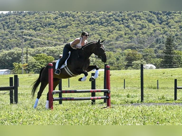American Quarter Horse Stute 10 Jahre 170 cm Rotbrauner in Saint Joe