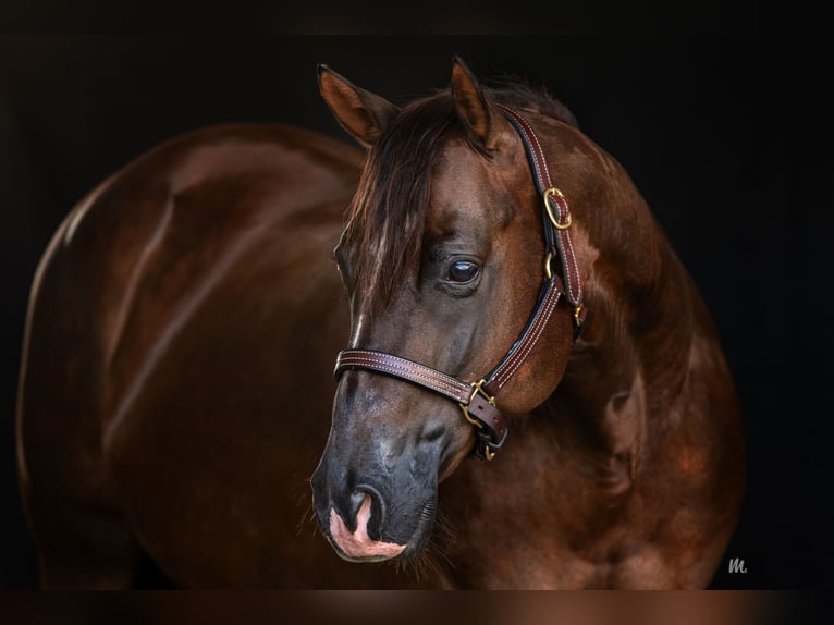 American Quarter Horse Stute 10 Jahre Dunkelfuchs in Kemnath