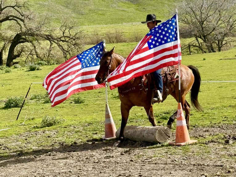 American Quarter Horse Stute 10 Jahre Falbe in Tres Pinos