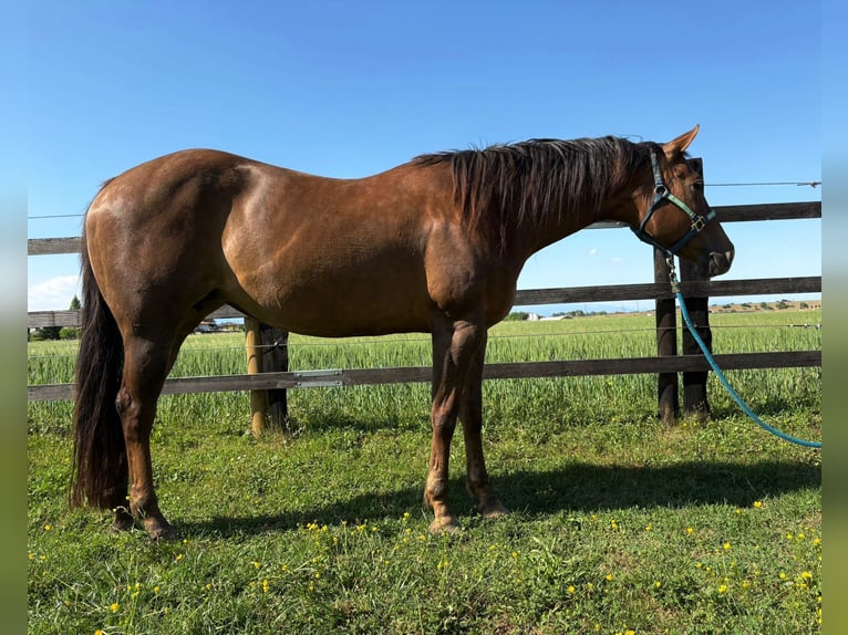 American Quarter Horse Stute 10 Jahre Fuchs in CASTEGNERO