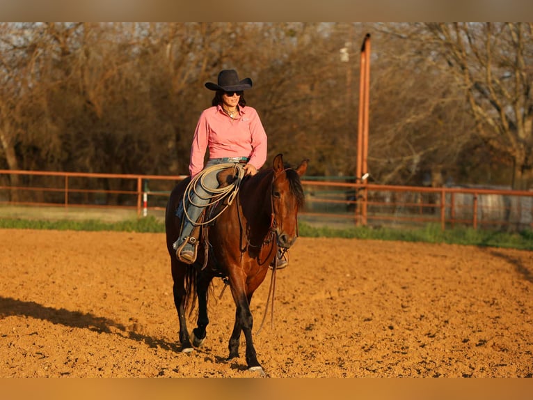 American Quarter Horse Stute 10 Jahre Rotbrauner in Stephenville Tx