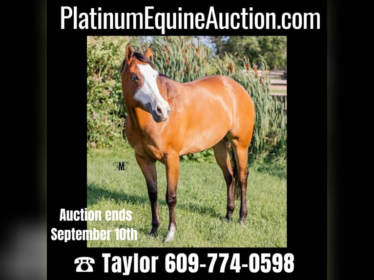 American Quarter Horse Stute 10 Jahre Rotbrauner in Woodbine, MD