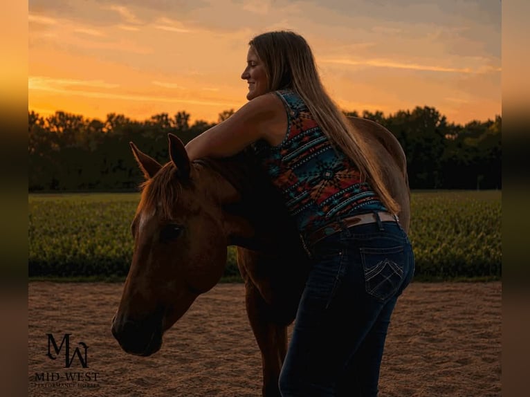 American Quarter Horse Stute 10 Jahre Rotfuchs in Saint Joe