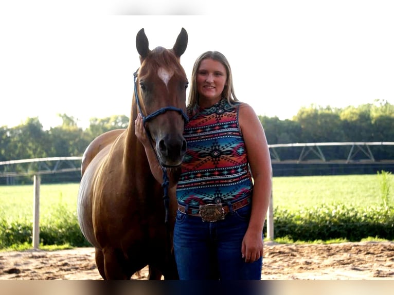 American Quarter Horse Stute 10 Jahre Rotfuchs in Saint Joe