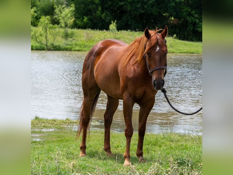 American Quarter Horse Stute 10 Jahre Rotfuchs in Stephenville