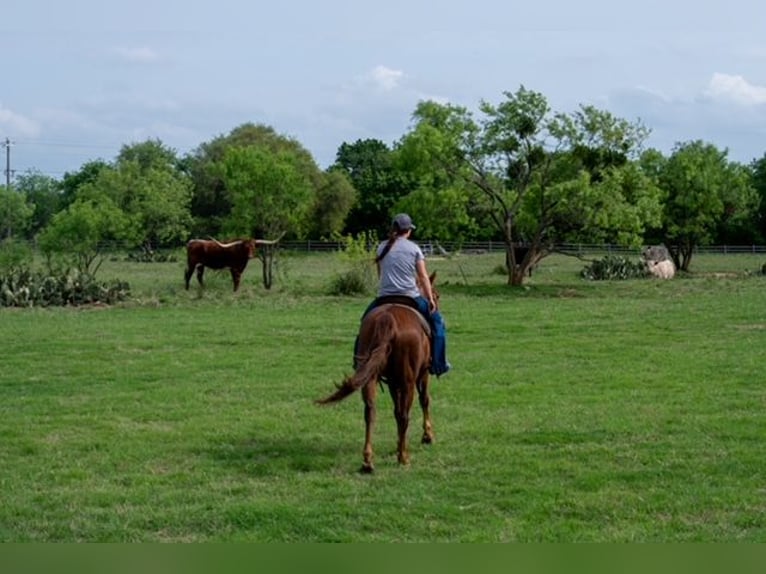 American Quarter Horse Stute 10 Jahre Rotfuchs in Stephenville
