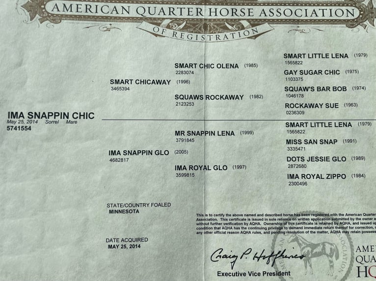 American Quarter Horse Stute 10 Jahre Sabino in Hugo, WI