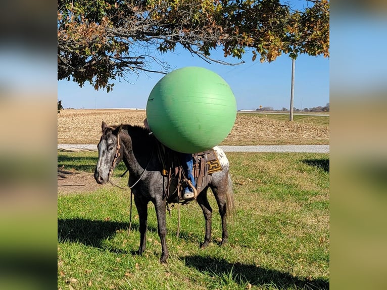 American Quarter Horse Stute 11 Jahre 132 cm Brauner in Effingham IL