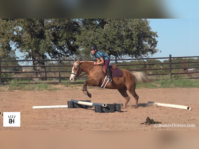 American Quarter Horse Stute 11 Jahre 132 cm Palomino in Weatherford TX