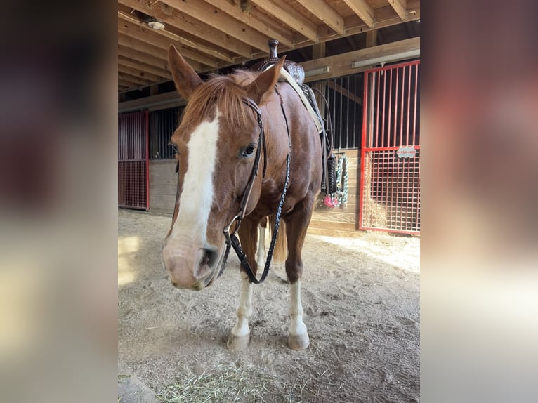 American Quarter Horse Stute 11 Jahre 134 cm Roan-Red in Crestwood