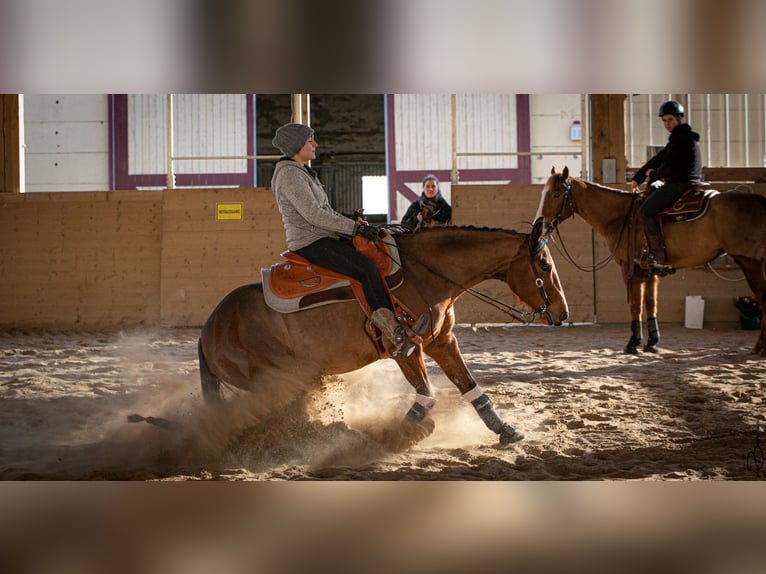 American Quarter Horse Stute 11 Jahre 140 cm Hellbrauner in Fehrbellin Protzen