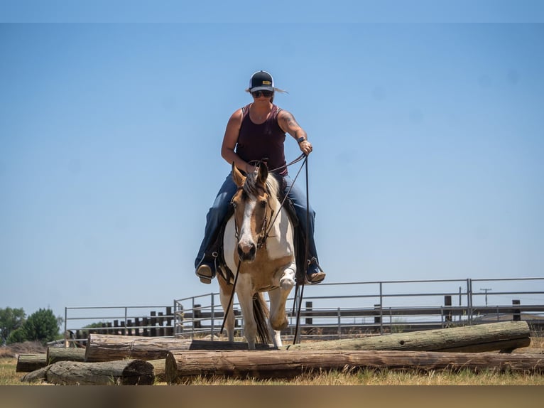 American Quarter Horse Stute 11 Jahre 142 cm Buckskin in VALLEY SPRINGS, CA