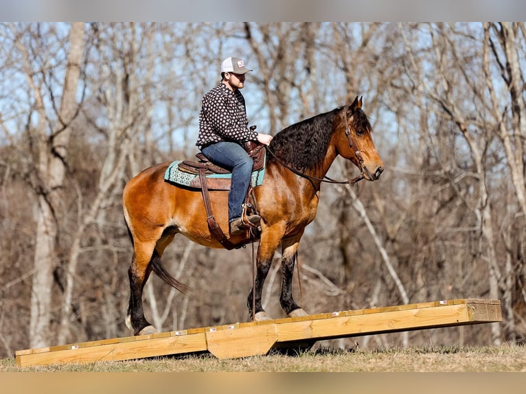 American Quarter Horse Stute 11 Jahre 142 cm Buckskin in Cleveland TN