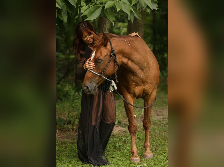 American Quarter Horse Stute 11 Jahre 142 cm Dunkelfuchs in Fely OK