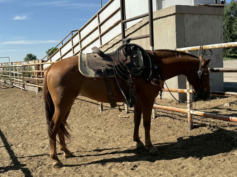 American Quarter Horse Stute 11 Jahre 142 cm Dunkelfuchs in Fely OK