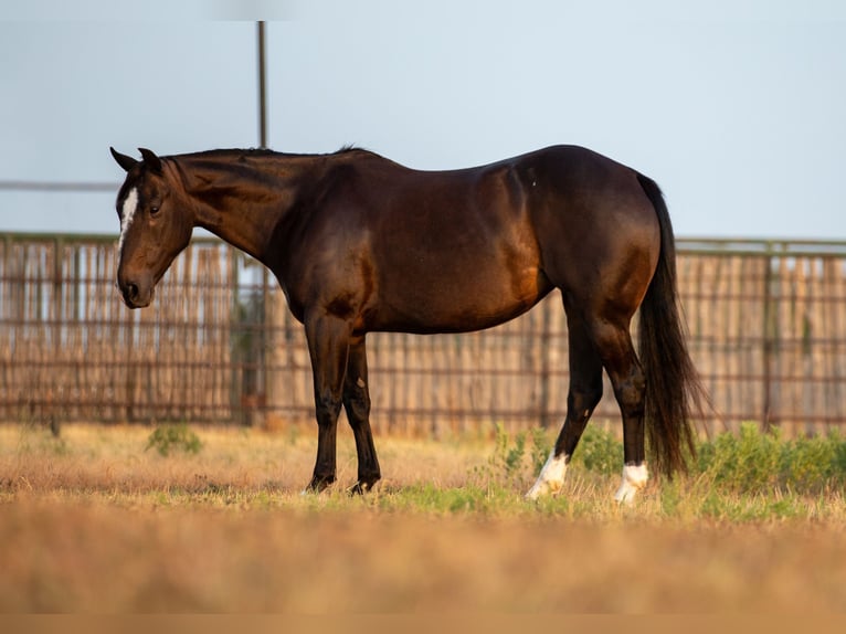 American Quarter Horse Stute 11 Jahre 142 cm Rappe in weatherford TX