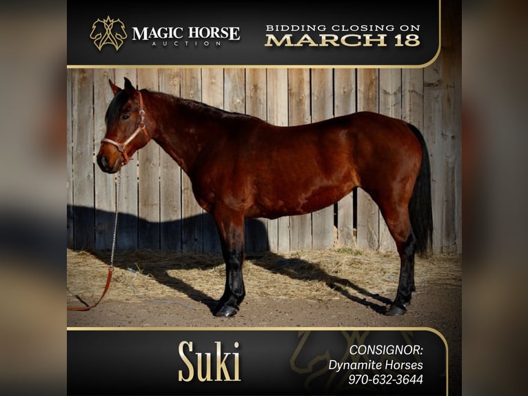 American Quarter Horse Stute 11 Jahre 142 cm Rotbrauner in Fort Collins