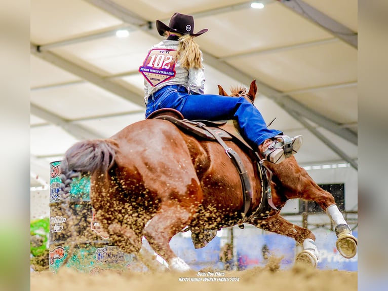 American Quarter Horse Stute 11 Jahre 142 cm Rotfuchs in Hamel