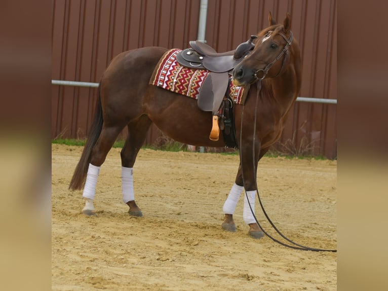 American Quarter Horse Stute 11 Jahre 145 cm Dunkelfuchs in Geilenkirchen