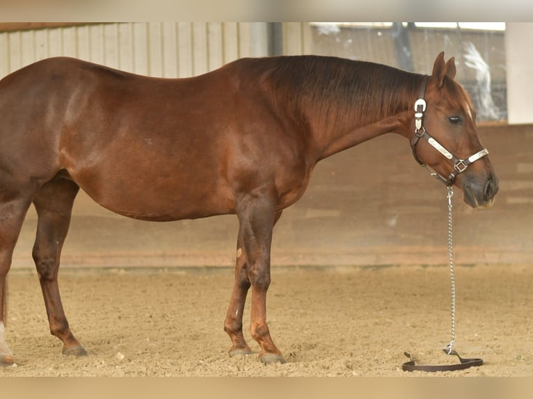 American Quarter Horse Stute 11 Jahre 145 cm Dunkelfuchs in Geilenkirchen