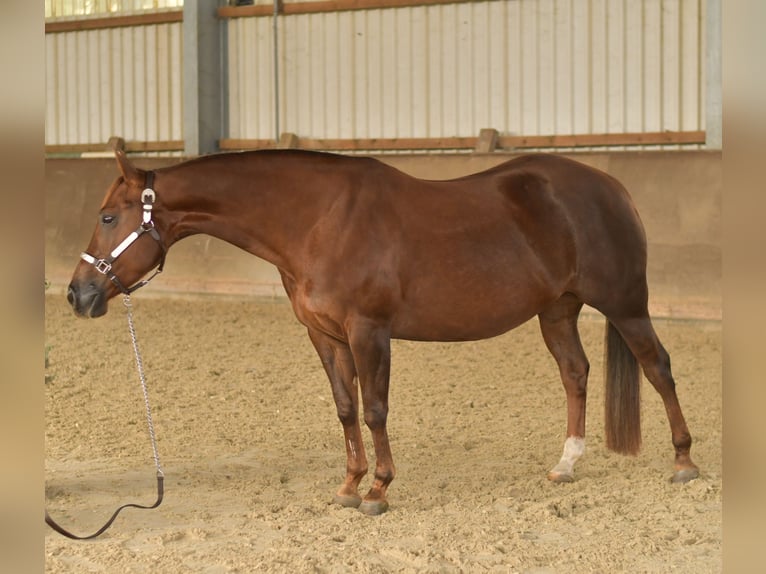 American Quarter Horse Stute 11 Jahre 145 cm Dunkelfuchs in Geilenkirchen