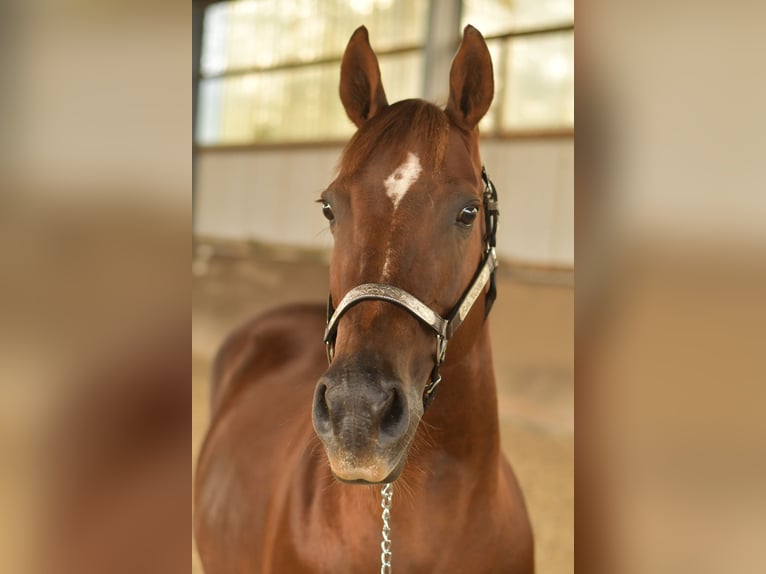 American Quarter Horse Stute 11 Jahre 145 cm Dunkelfuchs in Geilenkirchen