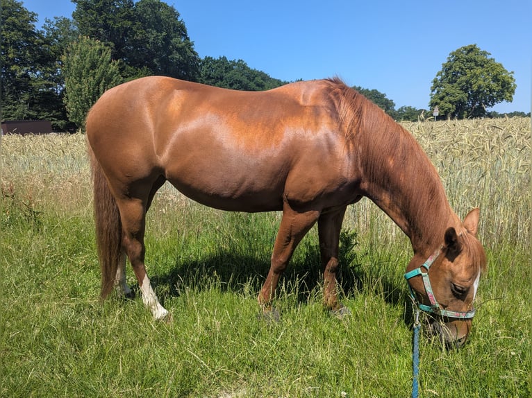 American Quarter Horse Stute 11 Jahre 145 cm Fuchs in Ganderkesee American Quarter Horse Stute 11 Jahre 145 cm Fuchs in Ganderkesee